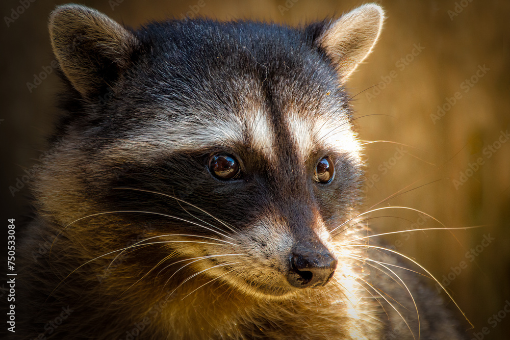 Expressive Close-Up of a Raccoon Amidst Natural Light