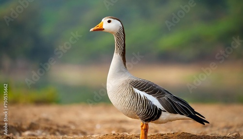 portrait of bar headed goose anser indicus at outskirts of pune maharashtra india photo