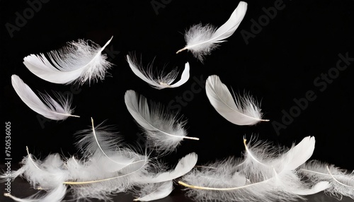 abstract white bird feathers falling in ther feathers floating on black background photo