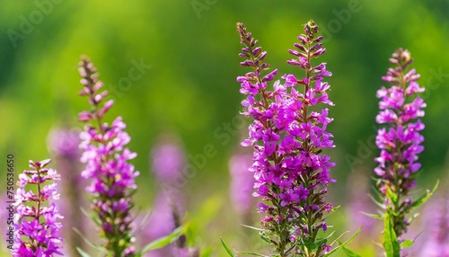 summer blooming purple thorn loosestrife and purple lythrum on a green blurred background