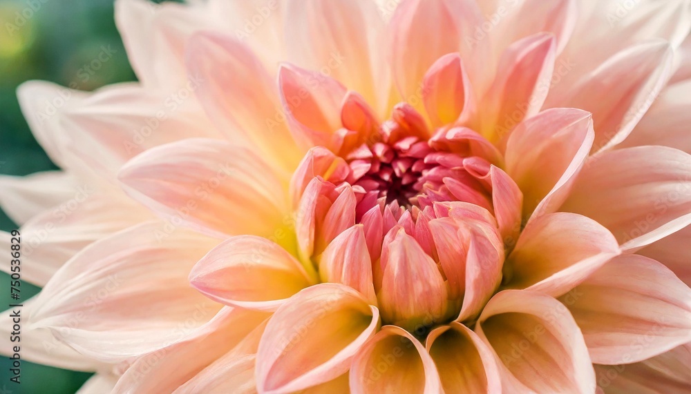 defocused pastel peach coral dahlia petals macro floral abstract background close up of flower dahlia for background soft focus