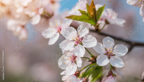 closeup of spring pastel blooming flower in orchard macro cherry blossom tree branch