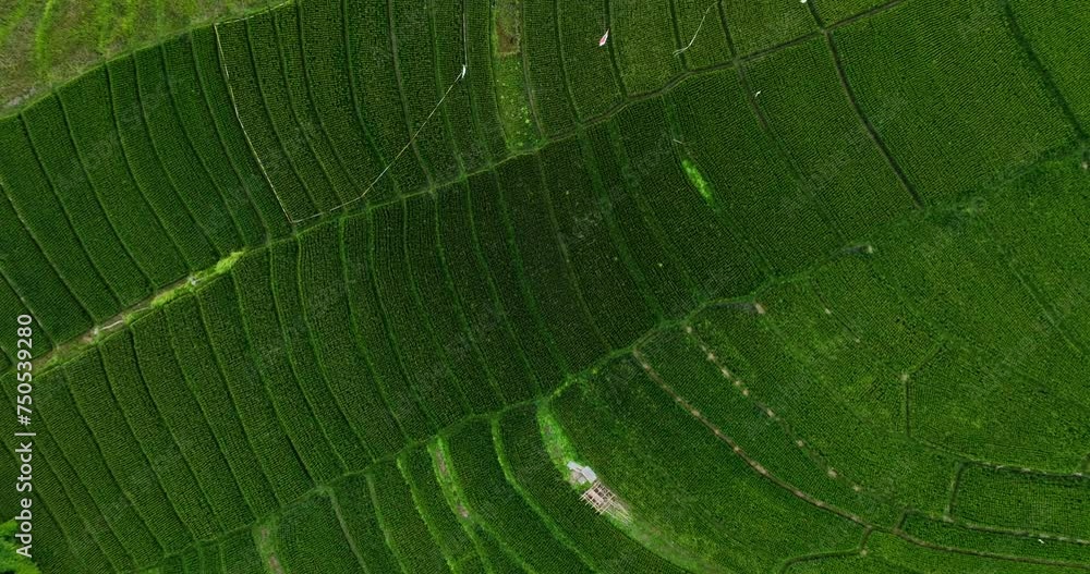 Rice in Terrace, Canggu, Bali, Indonesia. Top view. Drone view of Bali. Rice in Terrace, Canggu, Bali, Indonesia. Top view. Drone view of Bali.