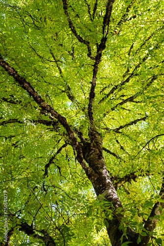 Green tree with branches and leaves. Photo up to the tree top shot from below