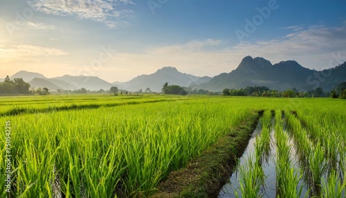 rice plantation