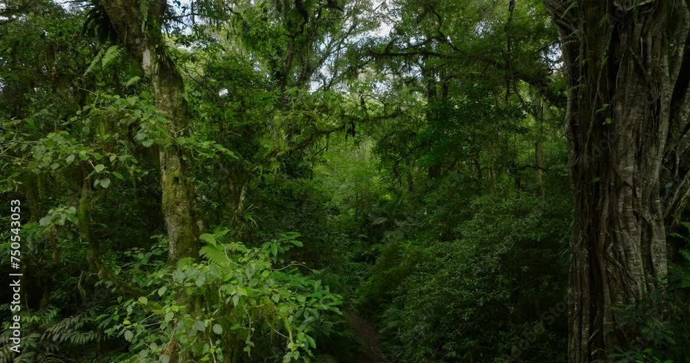 a lush green forest with lots of trees and leaves a lush green forest with lots of trees and leaves