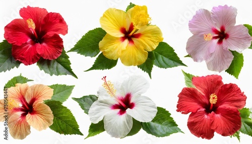 collection of colored hibiscus flowers with leaves isolated on white background © Kendrick