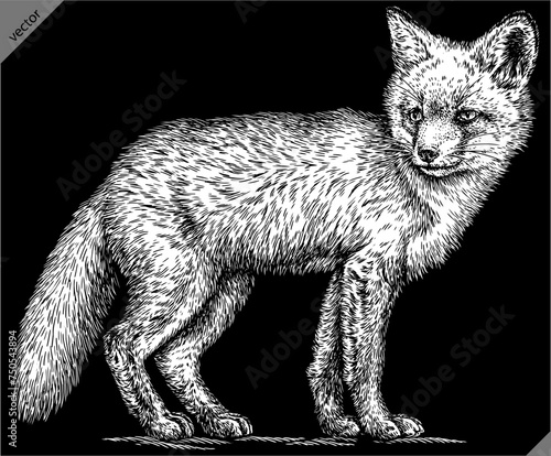 Vintage engraving isolated fox set illustration ink sketch. Wild animal background foxy animal silhouette art. Black and white hand drawn vector image.