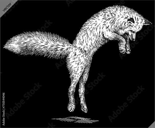 Vintage engraving isolated fox set illustration ink sketch. Wild animal background foxy animal silhouette art. Black and white hand drawn vector image.