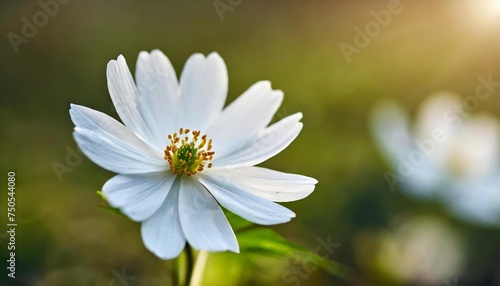 spring flower of white color close up in a natural environment