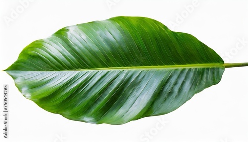 jungle leave plant isolated include clipping path on white background