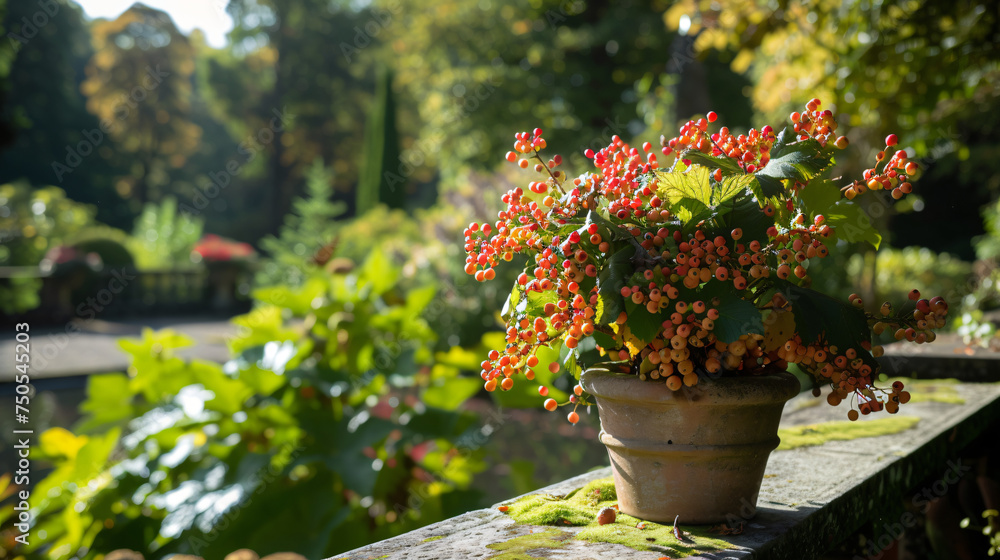 A potted plant with berries on it sitting