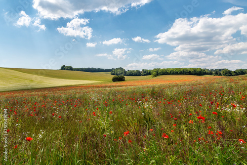 A rural South Downs landscape with poppies and other wildflowers growing in the summer sunshine