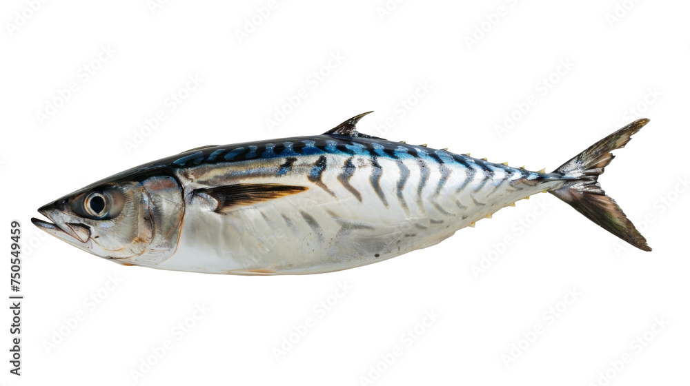 Fresh Whole Mackerel Fish Isolated on White, A single, fresh mackerel fish, with distinctive blue patterns on its back, isolated against a pure white background, ready for culinary use.