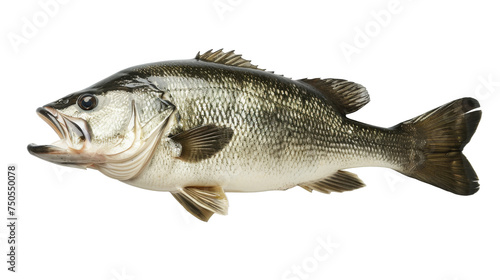 Largemouth Bass Fish Isolated on White Background, Side view of a largemouth bass fish, with its characteristic open mouth, isolated on a white background, a common freshwater fishing catch. photo