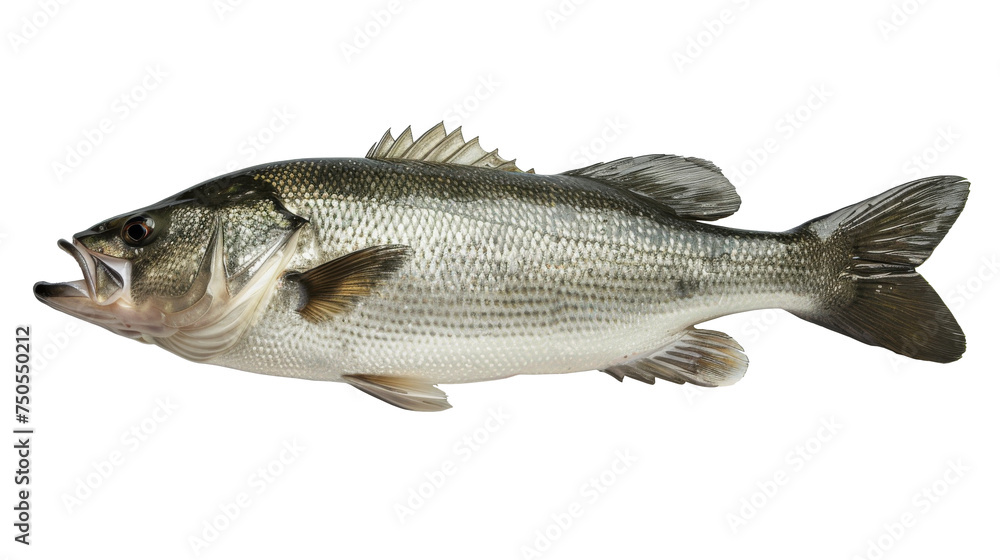 Largemouth Bass Fish Isolated on White Background, Side view of a largemouth bass fish, with its characteristic open mouth, isolated on a white background, a common freshwater fishing catch.