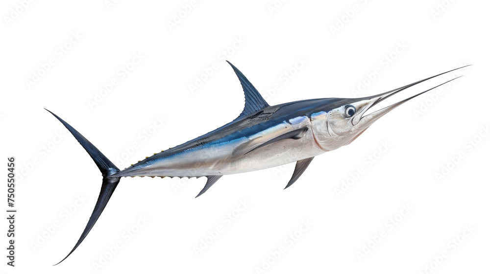 Marlin Fish with Long Bill Isolated on White Background, A dynamic