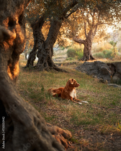 A Nova Scotia Duck Tolling Retriever dog rests in a serene olive grove at sunset.