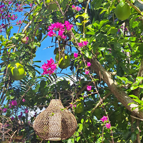 Bougainvillea flowers, green calabash fruit with a hanging light scene, Bali, Indonesia