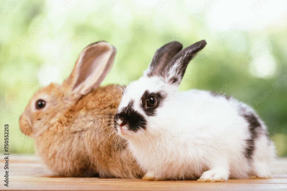 cute animal pet rabbit or bunny white or brown color smiling and laughing with copy space for easter in natural background for easter celebration cute animal pet rabbit or bunny white or brown color smiling and laughing with copy space for easter in natural background for easter celebration
