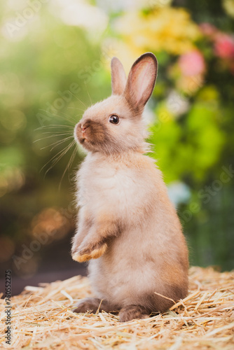 cute animal pet rabbit or b...