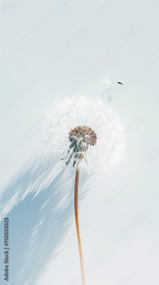 Fototapeta premium Detailed macro shot of single dandelion with seeds on white background with sun rays. Aesthetic concept. Generative AI