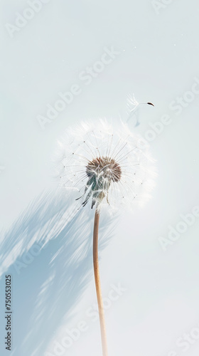 Detailed macro shot of single dandelion with seeds on white background with sun rays. Aesthetic concept. Generative AI