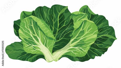 Chinese cabbage leaves icon. Green vitamin vegetable.