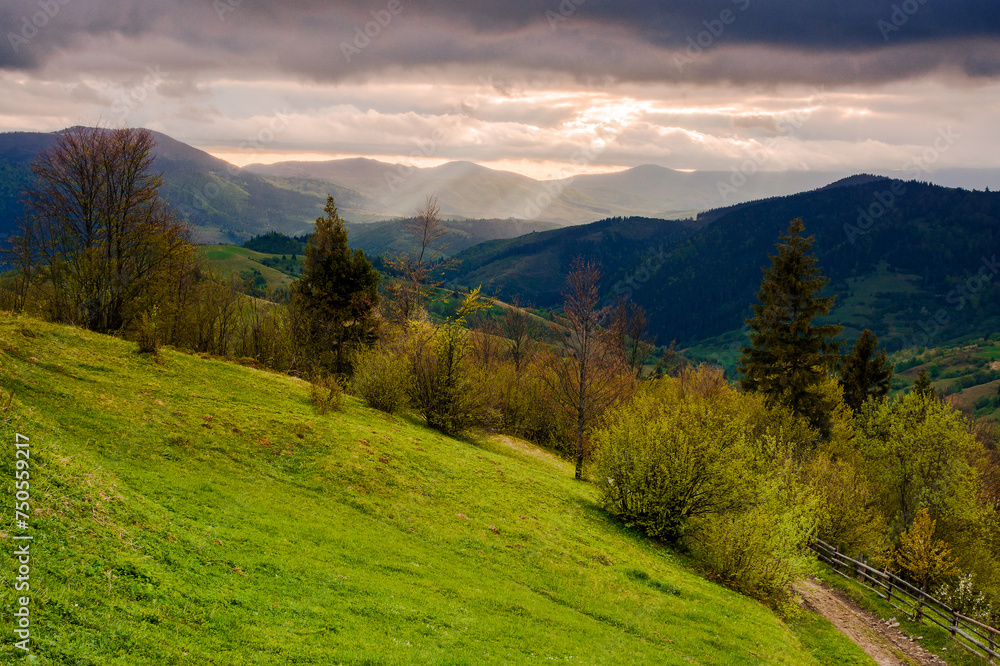 mountainous rural landscape of ukraine at sunset in spring. trees on the grassy hills rolling in to the distant valley. beautiful countryside scenery on a cloudy weather in may