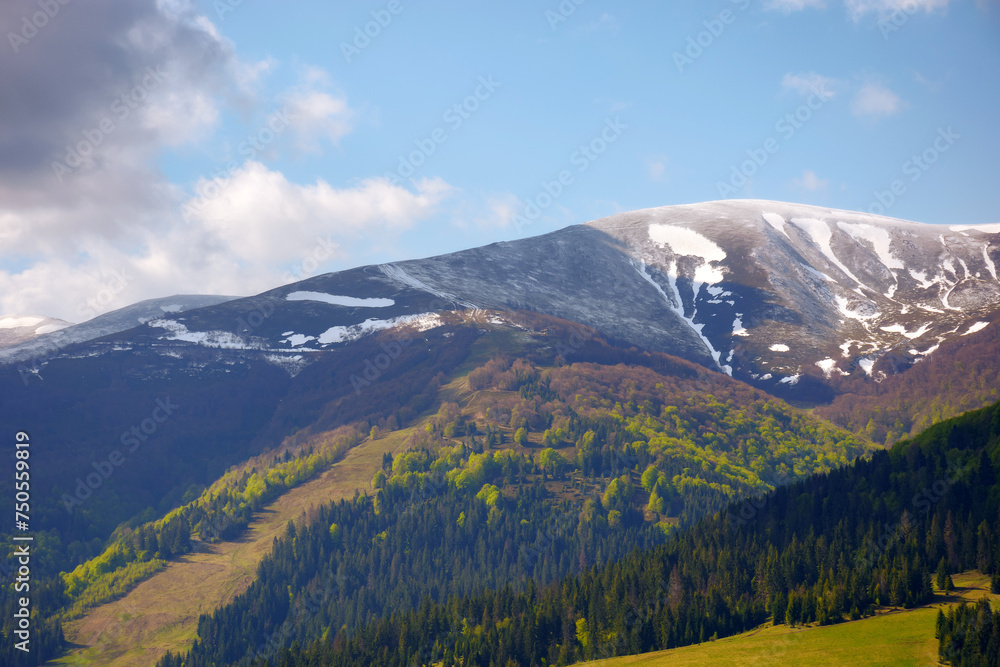 scenery of carpathian mountains borzhava range in spring. forested hills with snow capped alpine meadows on a sunny day. beautiful nature background of ukraine