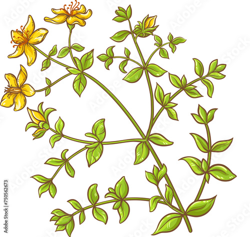 Tutsan Plant with Flowers and Leaves Colored Detailed Illustration. Natural organic ingredient for cosmetics, aromatherapy, health care, alternative medicine. photo