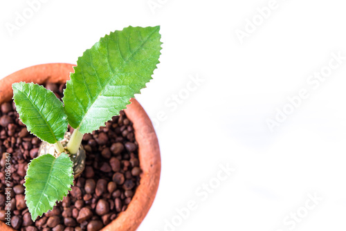 small cactus in clay pots on white background. Dorstenia foetida photo