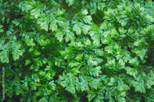 small leafs plant pattern background.