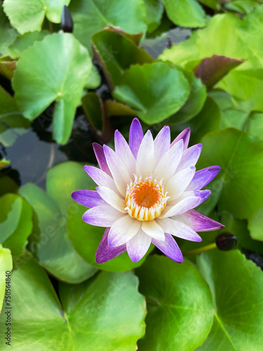 Lotus flowers greenery water of natural beauty.