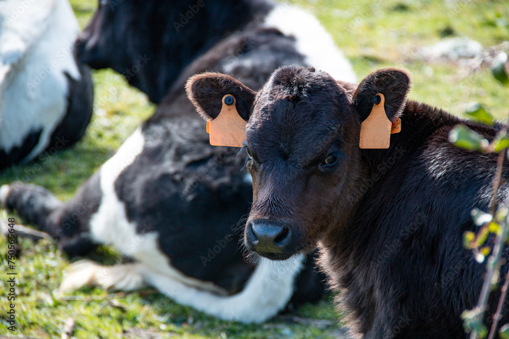 Rural scene of cows going about their life, eating, walking or relieving themselves behind the bars of their corral Rural scene of cows going about their life, eating, walking or relieving themselves behind the bars of their corral