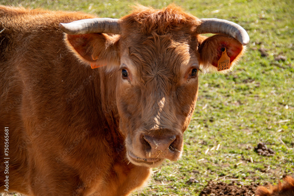 Rural scene of cows going about their life, eating, walking or relieving themselves behind the bars of their corral Rural scene of cows going about their life, eating, walking or relieving themselves behind the bars of their corral
