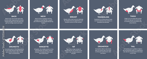 Guide cutting meat carcass duck, goose, turkey, lamb, pork, chicken. Butcher guide. Diagrams сutting parts meat carcass domestic farm poultry and farm livestock. Vector flat color illustration isolate