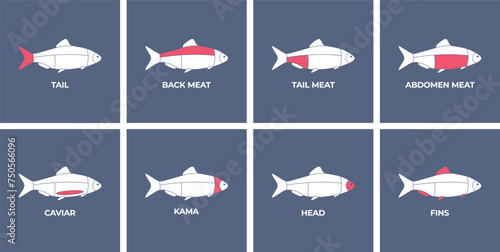 Seafood. Cutting meat fish carcass. Diagram сutting parts meat fish. Butcher guide seafood. Vector flat color drawing illustration. Isolated.