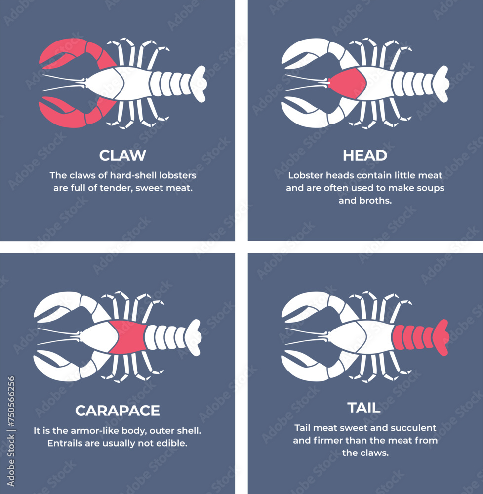 Seafood. Сrustaceans. Cutting meat lobster carcass. Diagram сutting parts meat lobster. Butcher guide seafood. Vector flat color drawing illustration. Isolated.