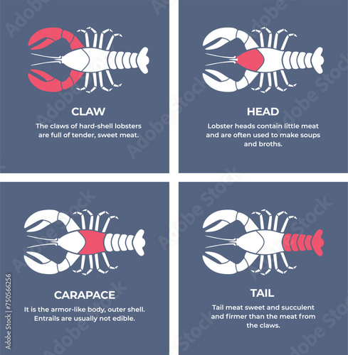 Seafood. Сrustaceans. Cutting meat lobster carcass. Diagram сutting parts meat lobster. Butcher guide seafood. Vector flat color drawing illustration. Isolated.