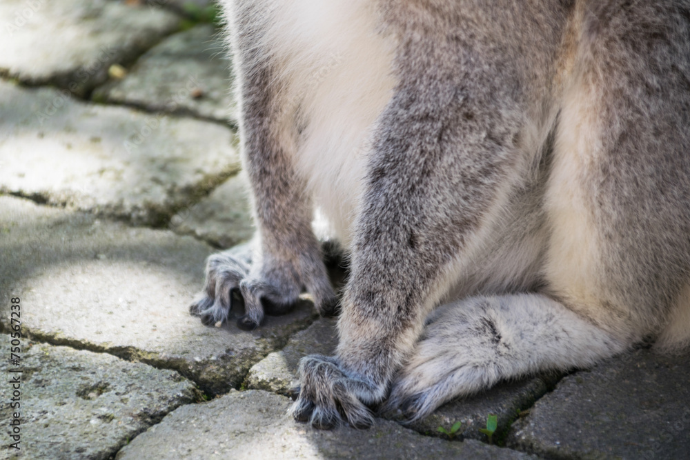 Close-up of the legs of a ring-tailed lemur Close-up of the legs of a ring-tailed lemur