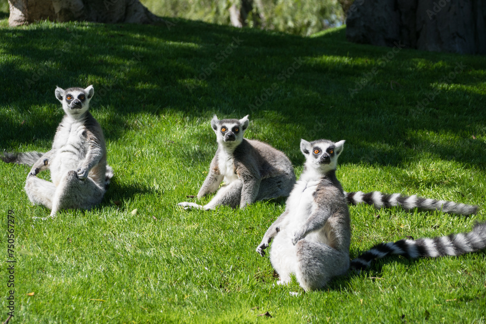 Three ring-tailed lemurs looking at camera Three ring-tailed lemurs looking at camera