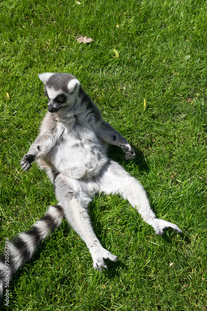 Ring-tailed lemur sitting in the grass