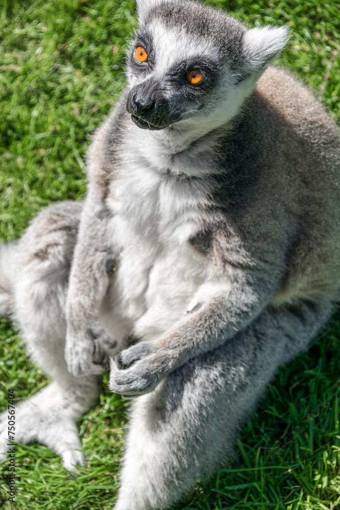 Fototapeta premium Portrait of a relaxed lemur catta sitting on the grass. Ring-tailed lemur