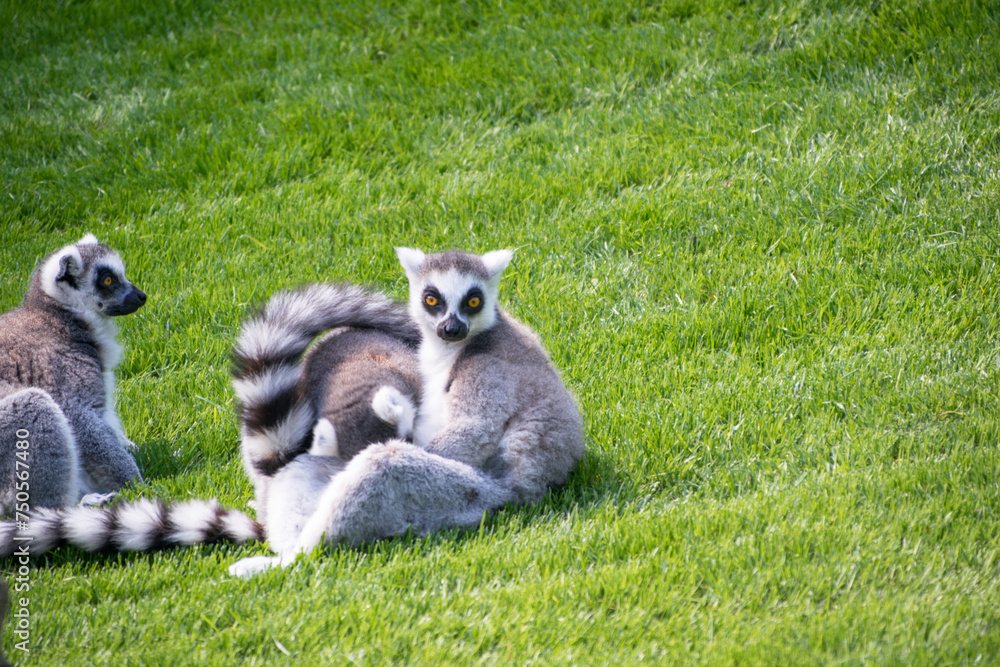 Ring-tailed lemurs playing in the grass