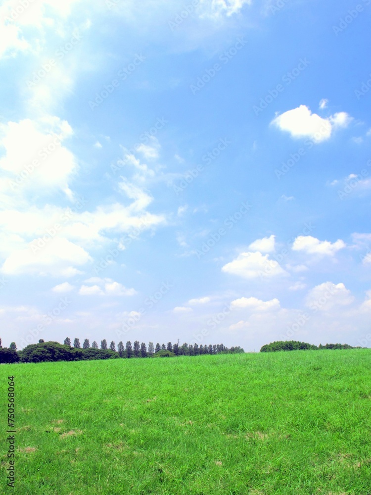 Obraz premium 除草された草原と林のある春の水元公園風景