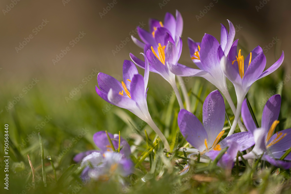 Aufnahme von lila Krokusen auf einer Wiese, im Sonnenlicht.