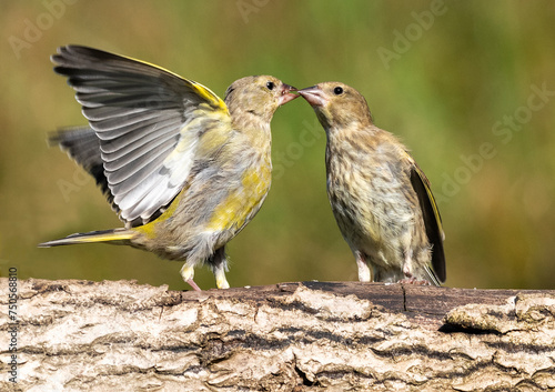 Greenfinches on a branch kissing