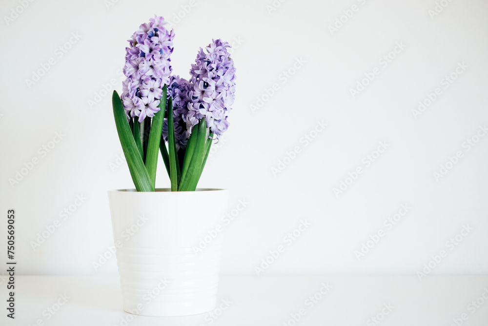 Beautiful fresh spring flowers in full bloom against white background. Negative space for text. Minimalist still life.