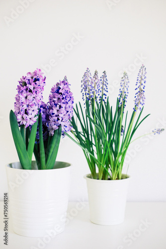 Beautiful fresh spring flowers such as hyacinth and muscari in full bloom against white background.